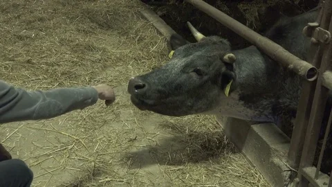 Cow Licks Human Hand Видео 74481094