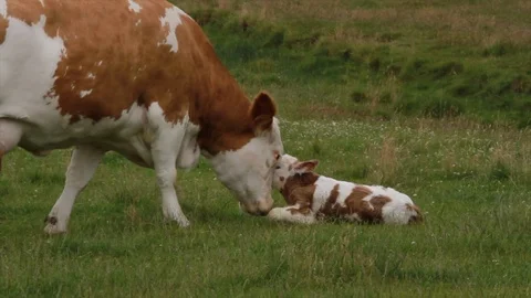 Cow licks newborn Stock Footage 90442268