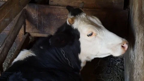 The cow lies.. Close-up. Stock Footage 76621230