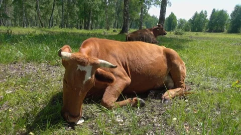 A cow lies on the grass and eats a mushroom. Stock Footage 138596491