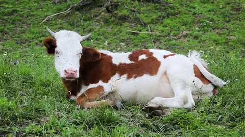 Cow lies on the grass Stock Footage 77889837