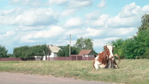 Cow Lies On The Grass Stock Footage 146046488