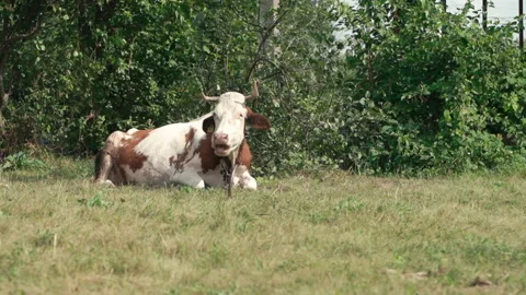 Cow Lies On The Grass Stock Footage 146046533