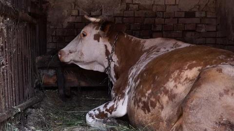 The cow lies in the stable Stock Footage 111748841