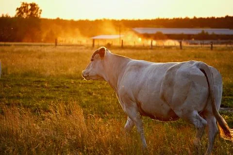 Cow of light color in the rays of the sunset warm light on a spacious meadow Stock Photos