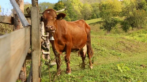 Cow llok Vídeo Stock 45863514