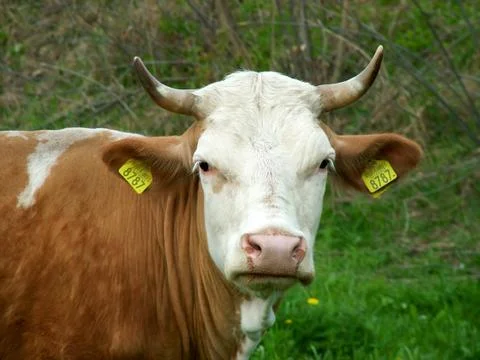 Cow look Stock Photos