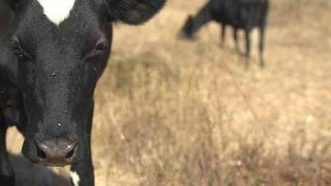 Cow Looking Around and Moving in Front of the Camera Stock Footage 95931358