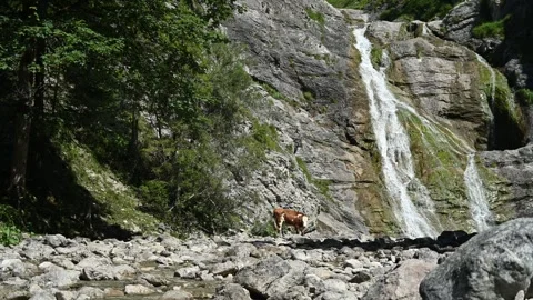 Cow looking around in front of a waterfall in the summer Stock Footage 260835686