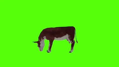 Cow Looking Around Green Screen Animation 4k Rendering Stock Footage 296980574