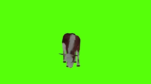 Cow Looking Around Green Screen Animation 4k Rendering Stock Footage 296980586