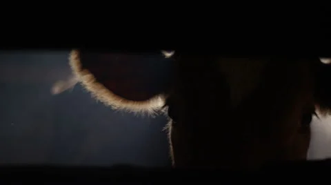 Cow looking at the camera 1 Stockbeeldmateriaal 68999160