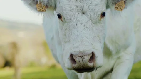 Cow looking to the camera 4k Video stock 71326653