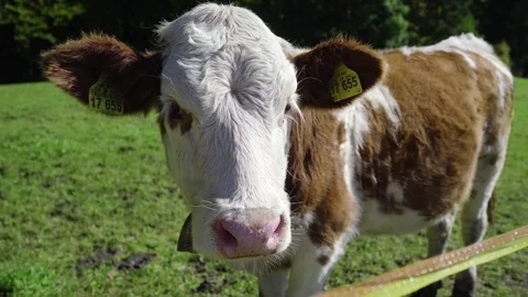 Cow Looking At The Camera In Bavaria Stock Footage 118064857