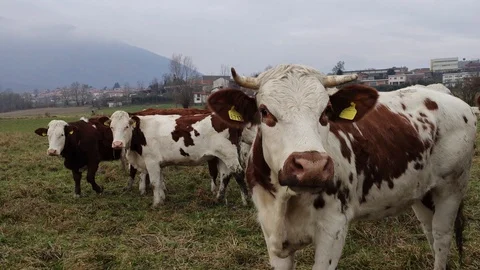 Cow Looking at Camera, Close Up, Italy, 2019 Stock Footage 121519309