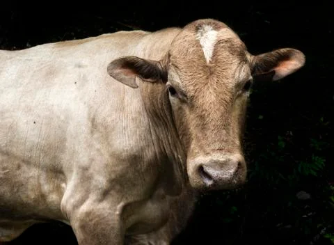Cow looking at the camera with dark background Stock Photos