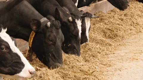 Cow looking at the camera during feeding time  Dairy cow. Video stock 101190550
