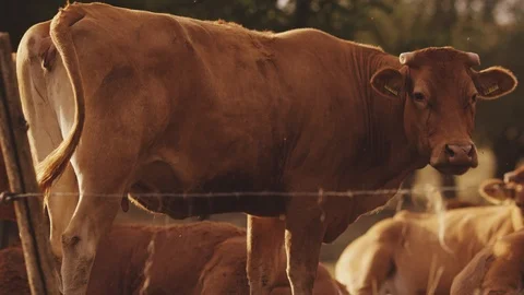Cow looking into camera.. Ecologically clean milk. Herd of cowns on lawn.. Video stock 119035005