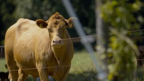 Cow looking into camera in the fields on sunny day 動画素材 126819580