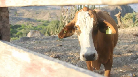 Cow looking at camera Stock Footage 37300557