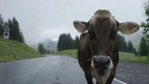Cow looking at camera Stock Footage 72171119