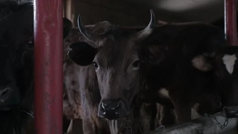 Cow looking into the camera Vídeos de archivo 153460512