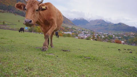 A cow looking to the camera Stock Footage 170548645