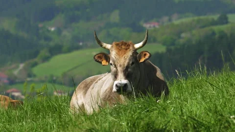 Cow looking to the camera in green Basque Country landscape, Anboto mountain Stock-Footage 152238169