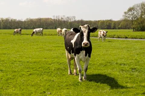 Cow looking at camera Stock Photos