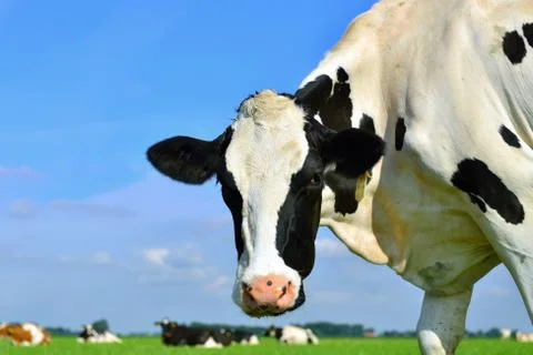 Cow looking at camera Foto stock