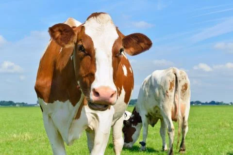 Cow looking at camera Foto stock