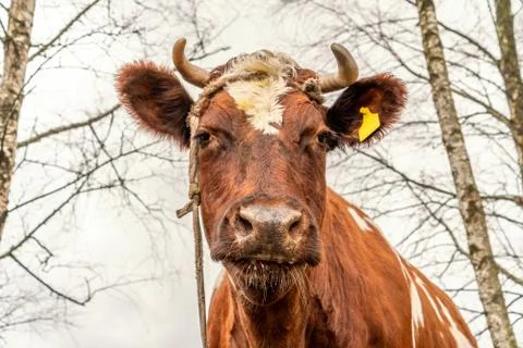 Cow looking at the camera Stock Photos