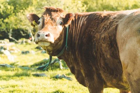 Cow looking into the camera Stock Photos
