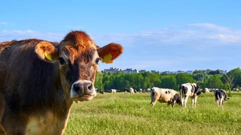 Cow looking at camera Stock Photos