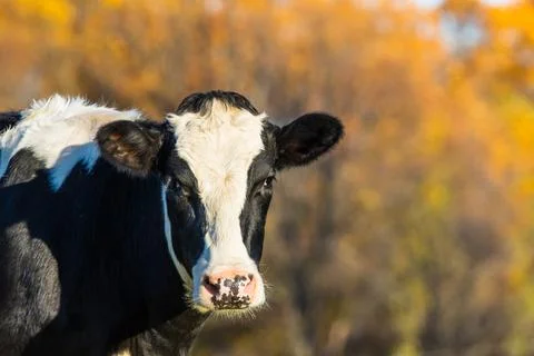 Cow Looking at Camera Shallow Depth of Field Foto stock