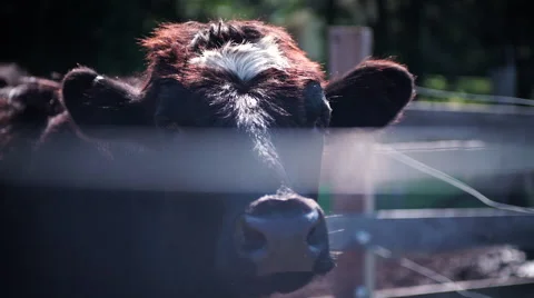 Cow Looking At Camera Through Fence Stock Footage 65098875
