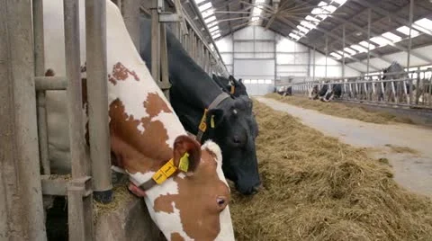 Cow looking into the camera while eating Stock Footage 22215055