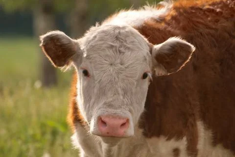 Cow looking directly to camera with backlight Stock Photos