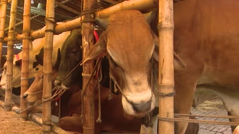 Cow Looking Down on Soil in Rural Farm Stock Footage 319958566