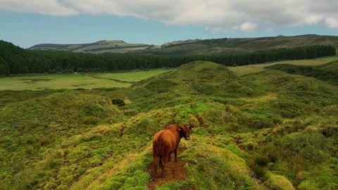 Cow Looking at Drone in Green Volcanic Landscape Azores Stock Footage 335998991