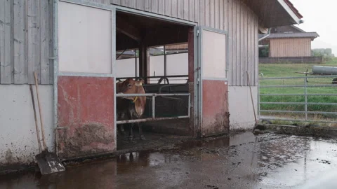 Cow Looking Out of an Open Barn Door on a Rainy Day at a Rural Farm, Bavaria Stock Footage 345064106