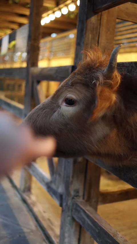 Cow looking through fence Stock Footage 331023673