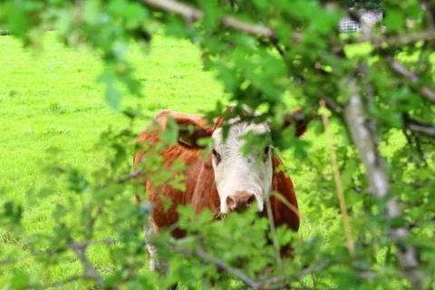 Cow looking through the leaves Stock Photos