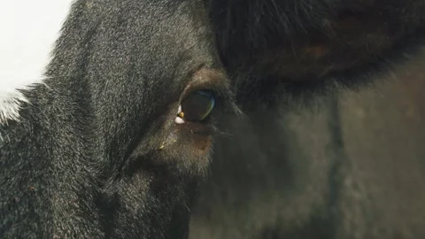 Cow looks at camera and to side. Close-up, eye of mammal animal adult cow. Dairy Stock Footage 306182868