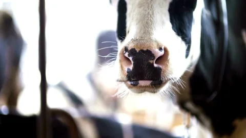 The cow looks into the camera close-up. Beautiful cows in the barn cows cattl Stock Footage 265873689
