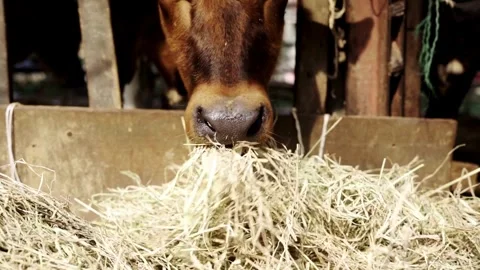 The cow looks into the camera close-up. Beautiful cows in the barn cows cattl Stock Footage 265880353