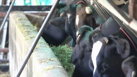 The cow looks into the camera close-up. Beautiful cows in the barn cows cattle Stock-Footage 334656059