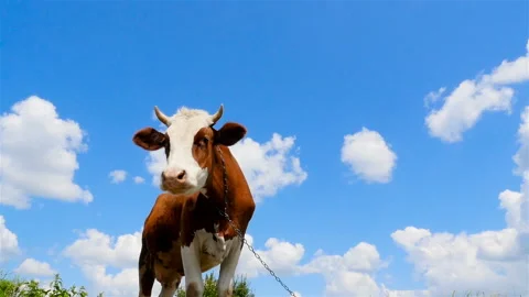 The cow looks at the camera. Close-up Stock Footage 95645800