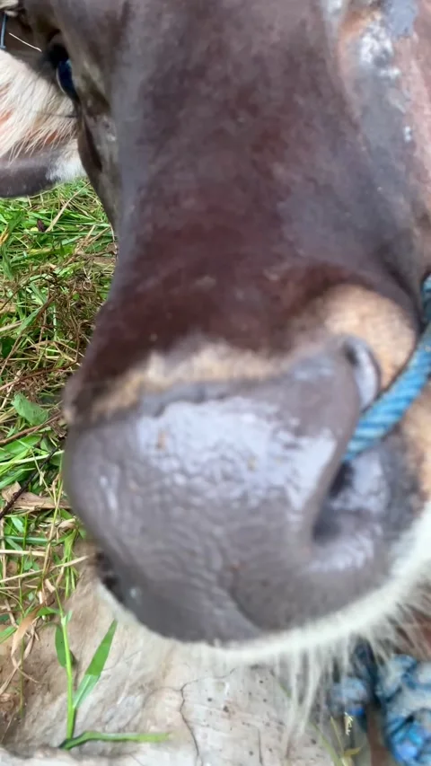 Cow looks at the camera Stock Footage 280903946