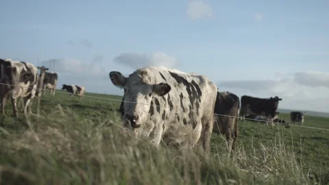 Cow looks at the camera as she chews grass Stock Footage 124259176